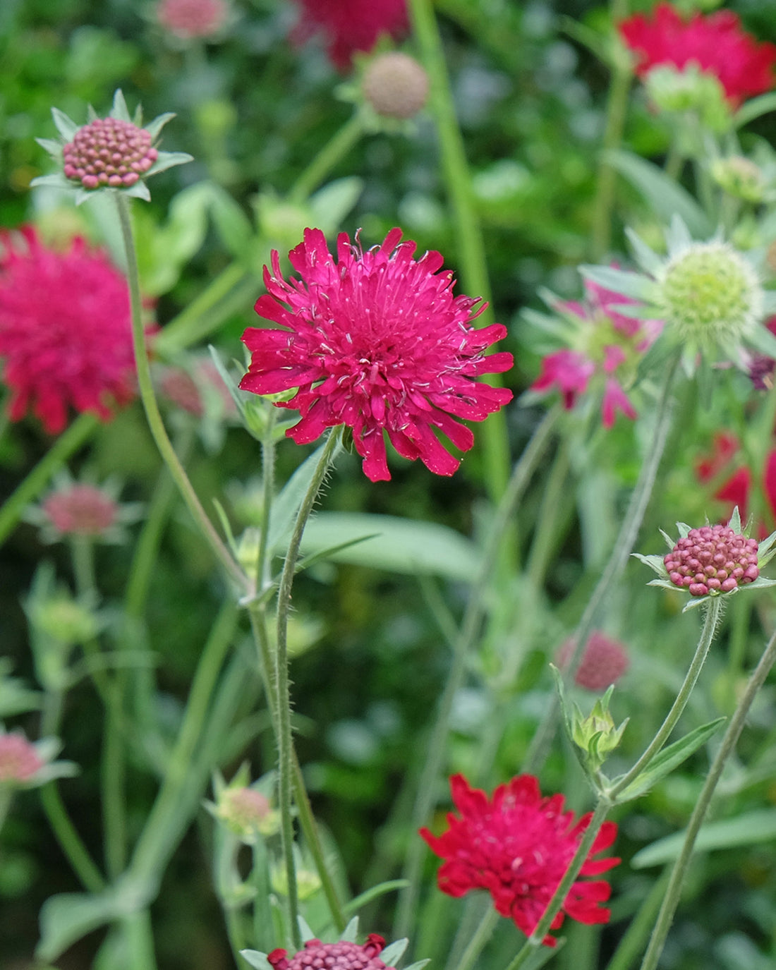 Knautia macedonica