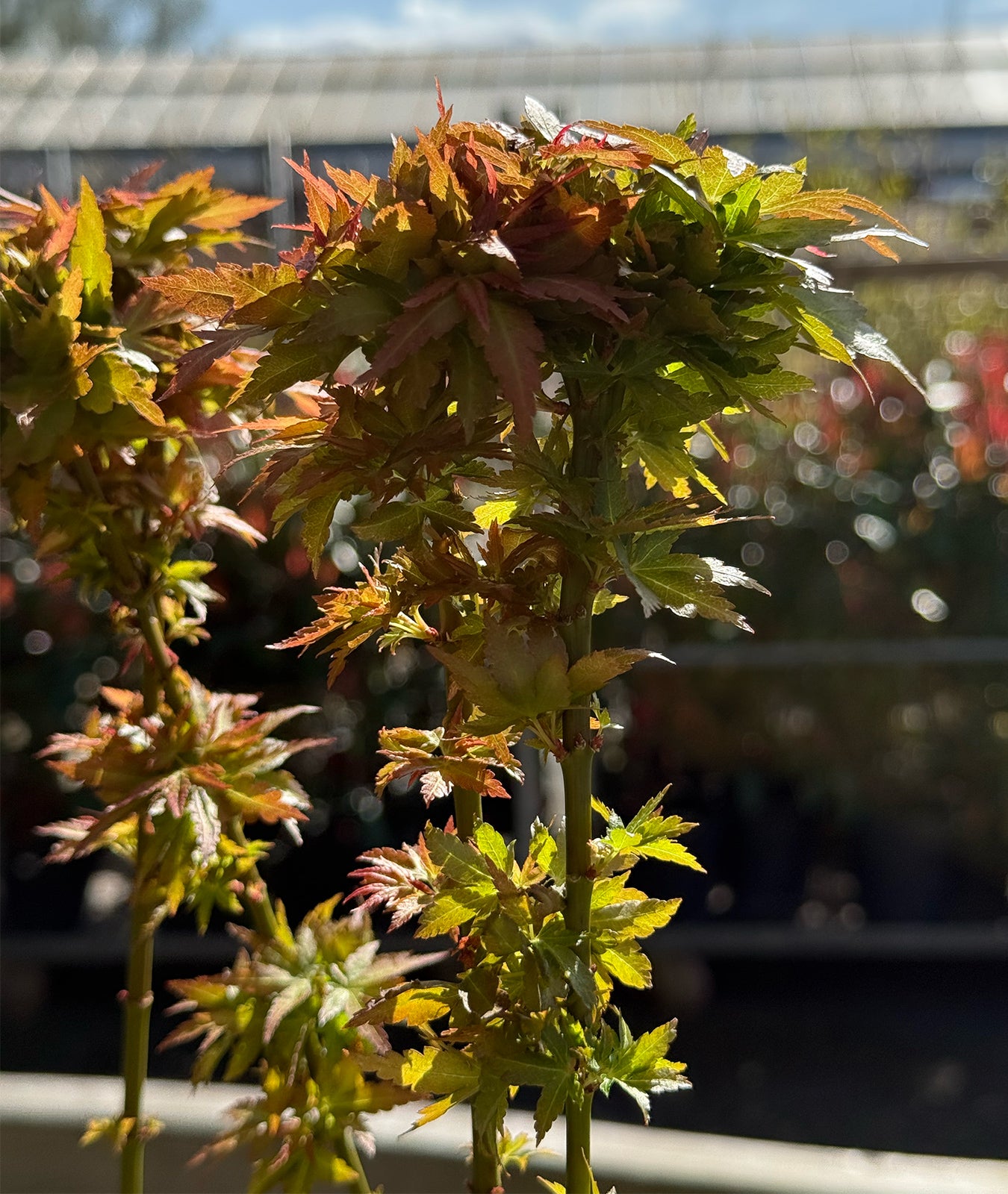 Acer palmatum &