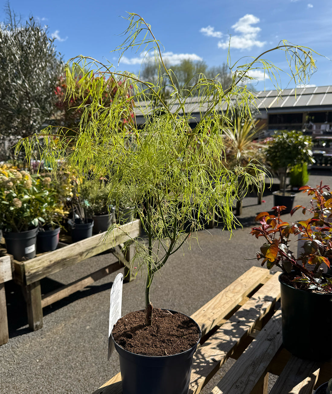 Acer palmatum &