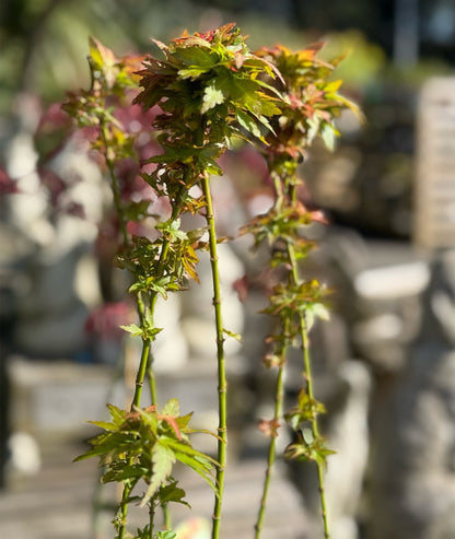 Acer palmatum &