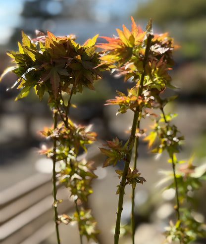 Acer palmatum &