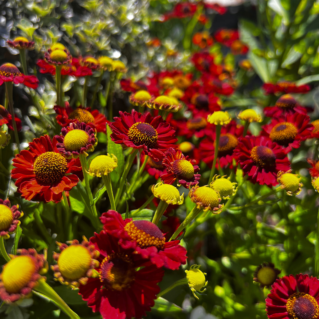 Helenium &