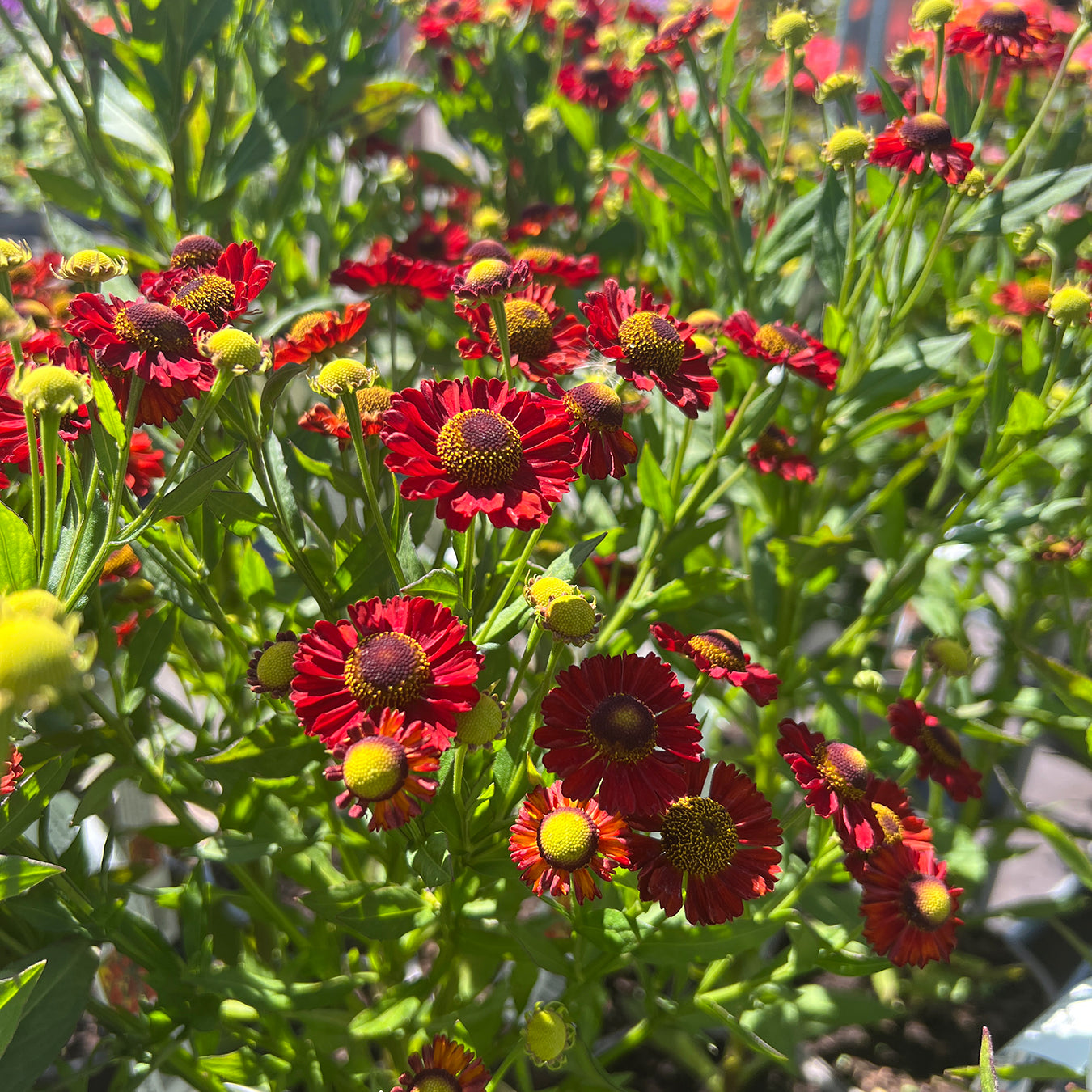 Helenium &