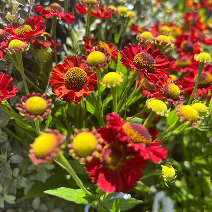 Helenium &