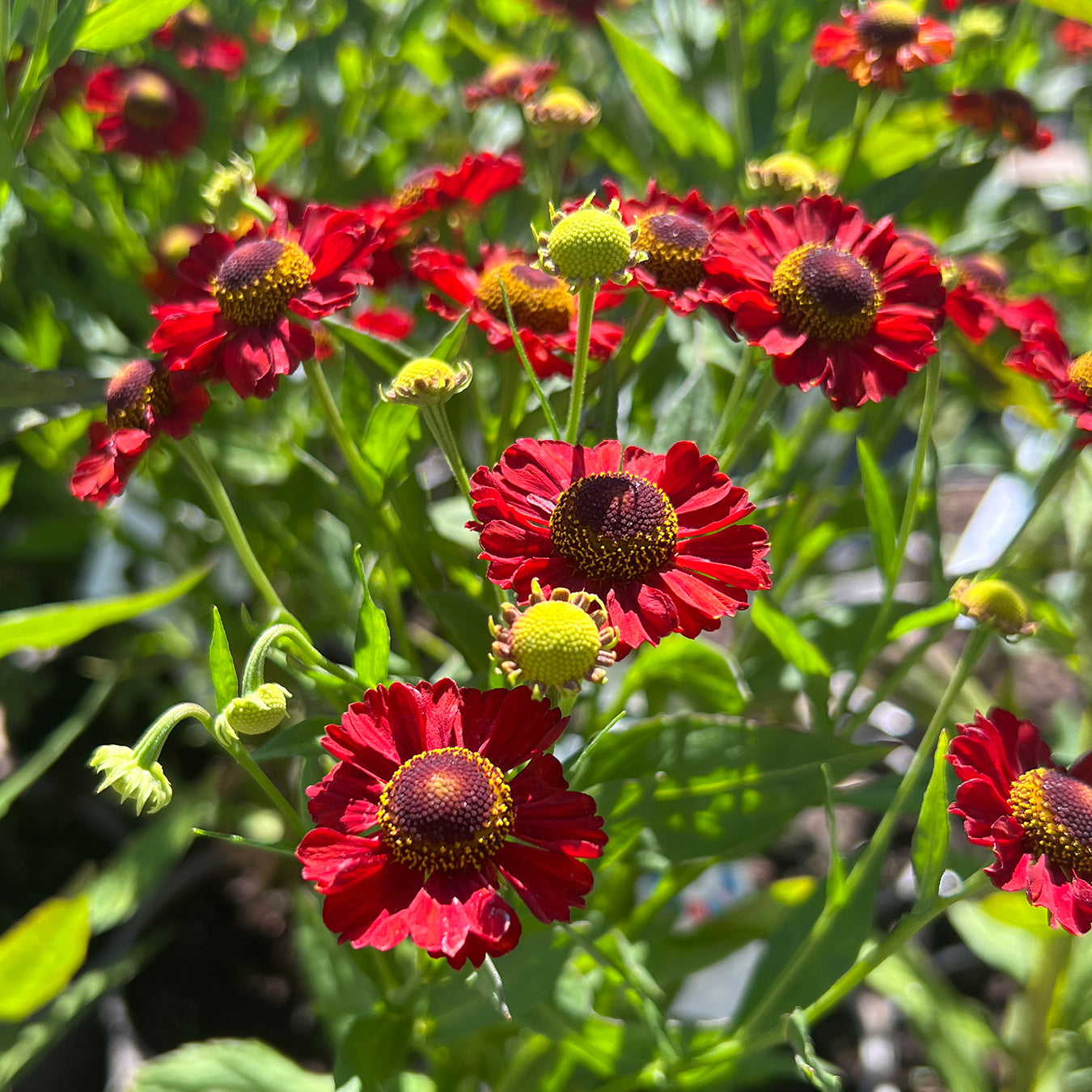 Helenium &