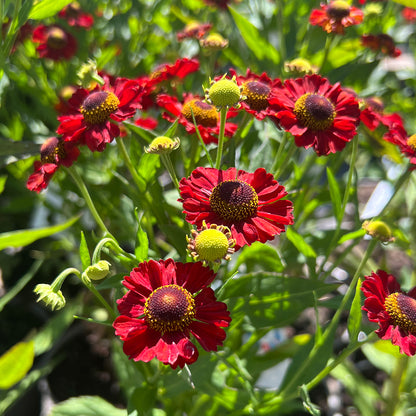 Helenium &