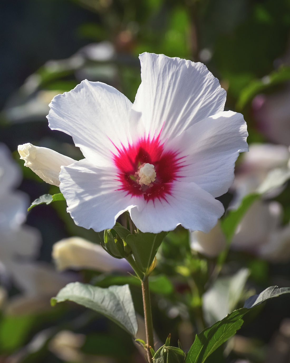 Lavatera x clementii ‘Baby Barnsley’