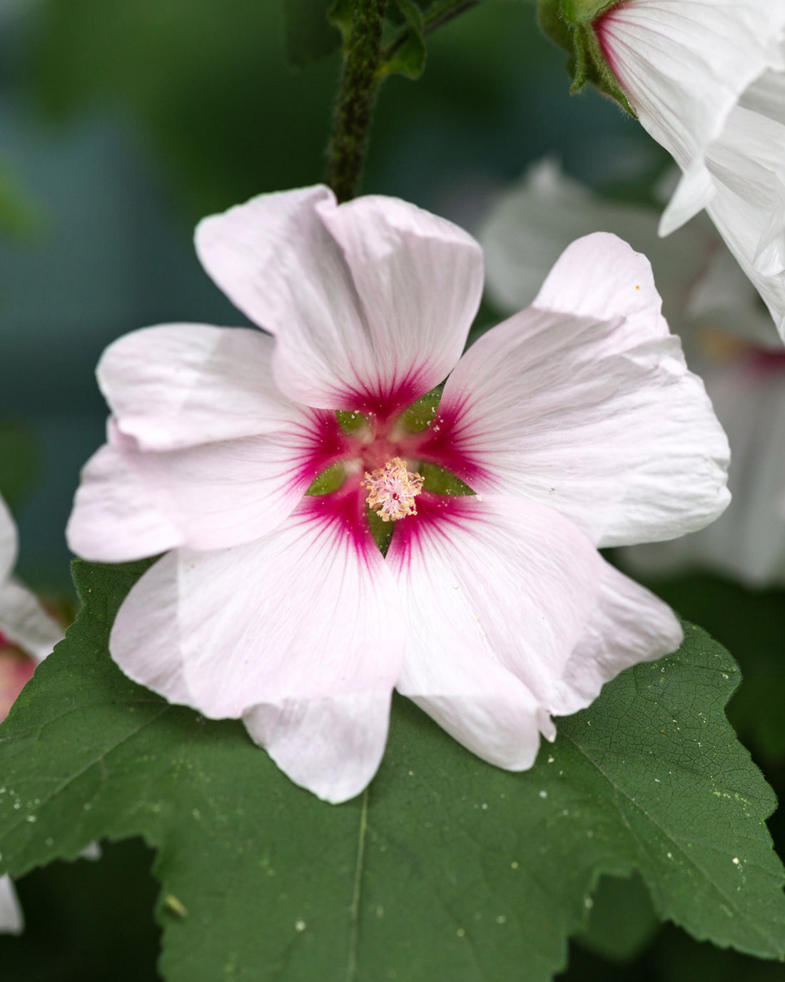Lavatera x clementii ‘Barnsley’