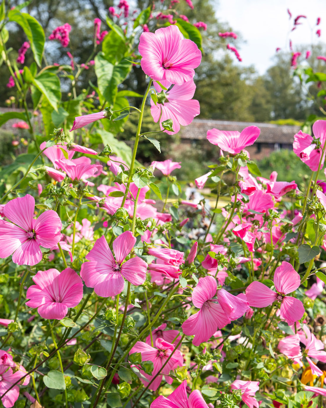 Lavatera x clementii ‘Rosea’