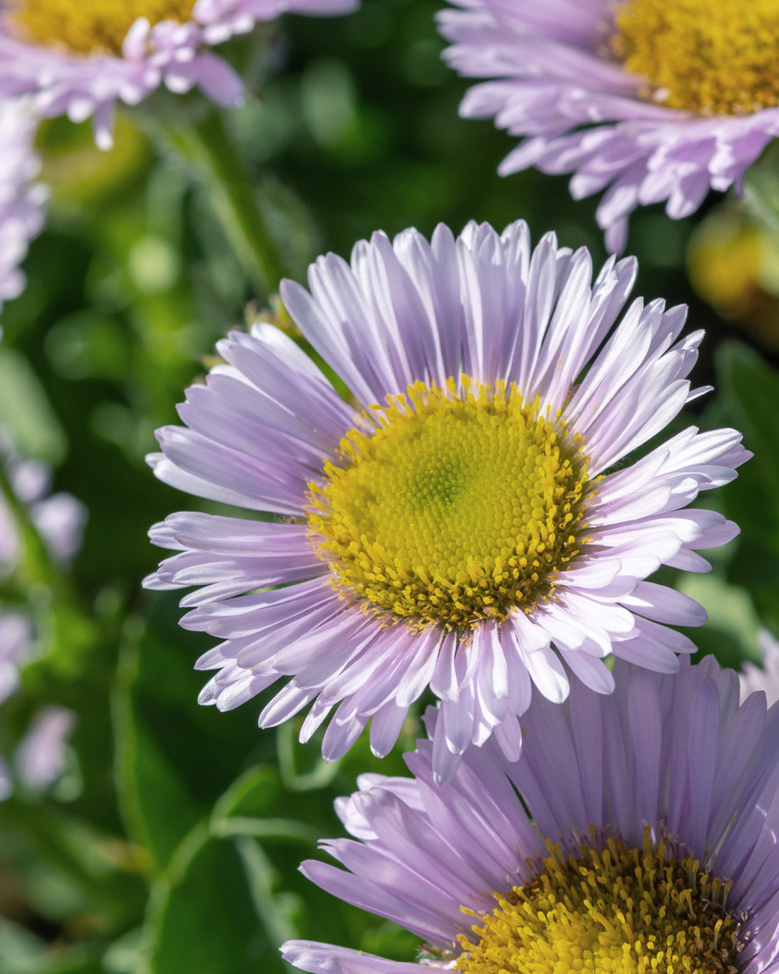 Erigeron karvinskianus &