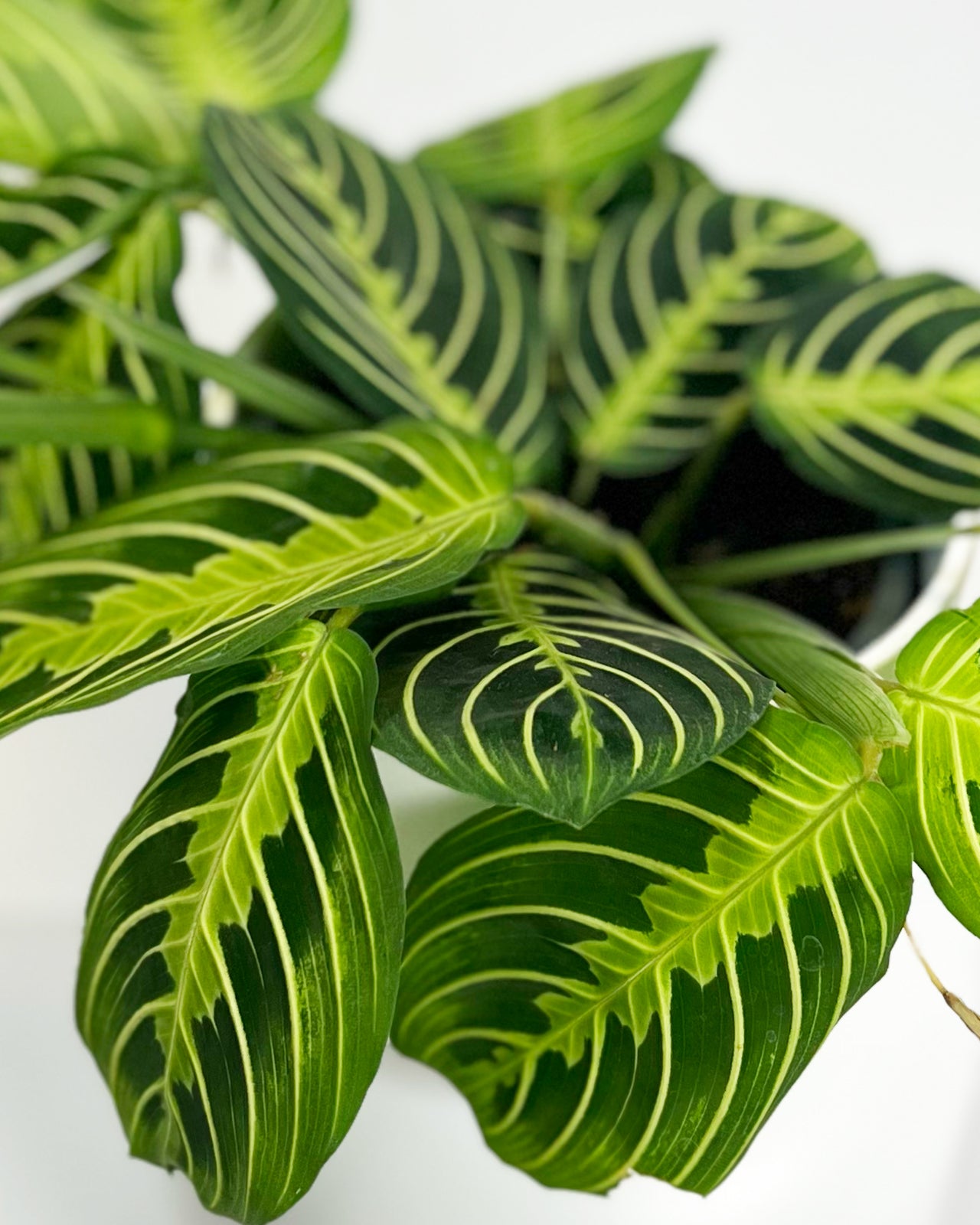 Lemon Lime Prayer Plant