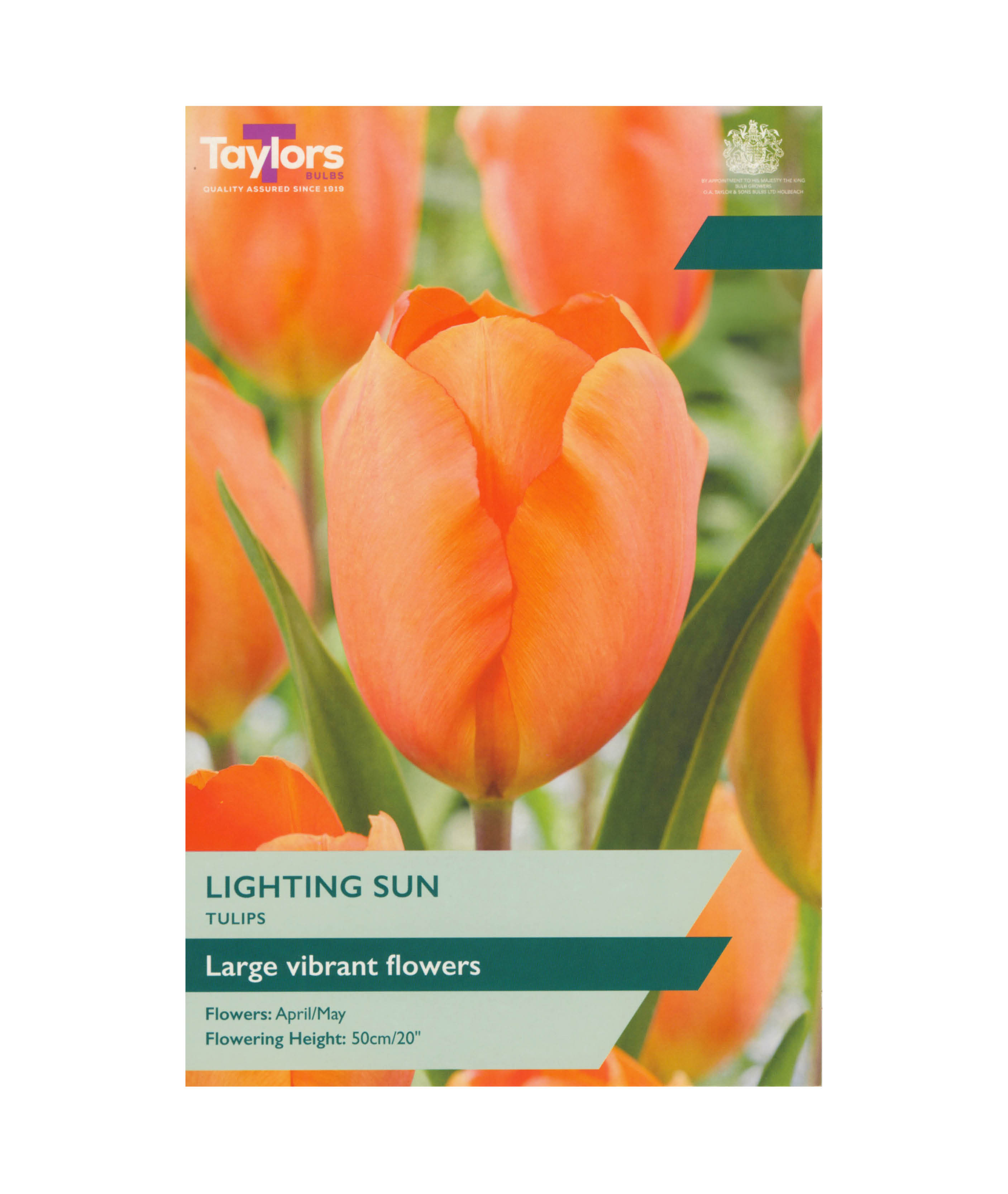 Tulip &