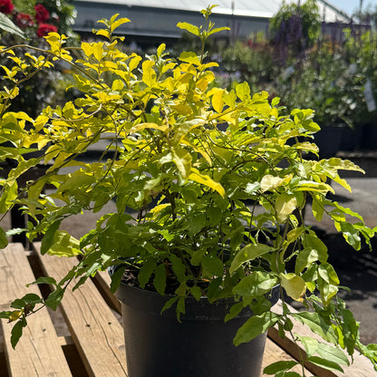 Ligustrum undulatum &