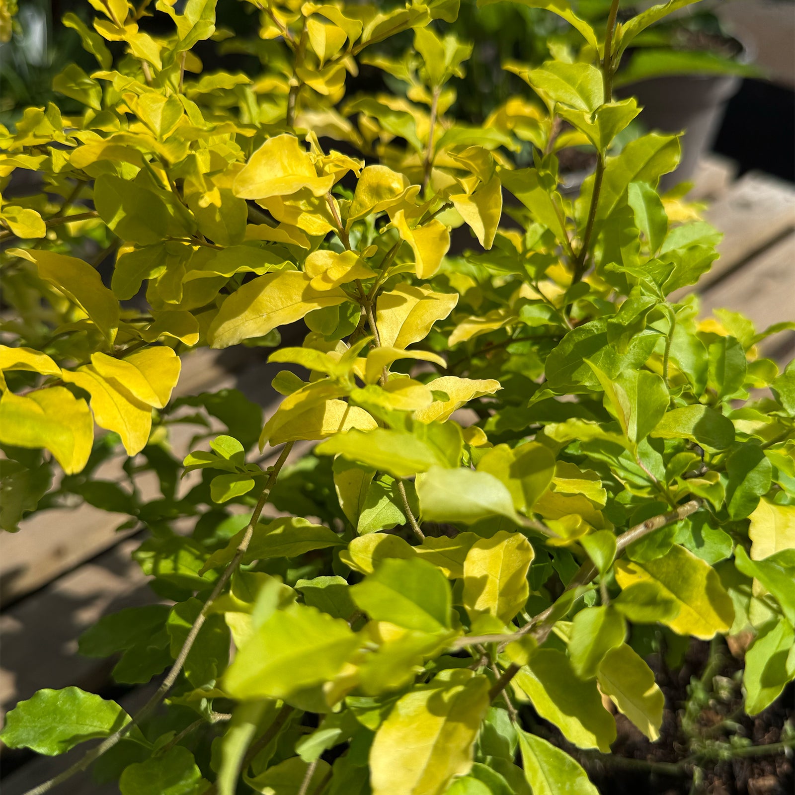 Ligustrum undulatum &
