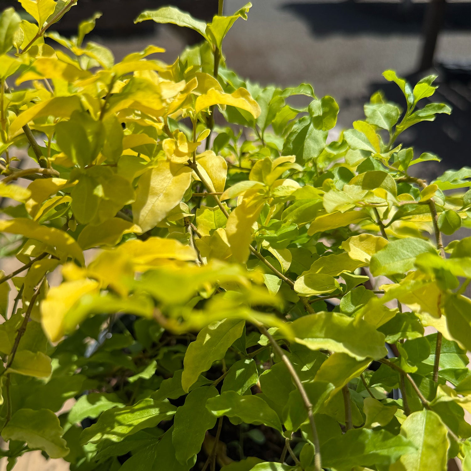 Ligustrum undulatum &
