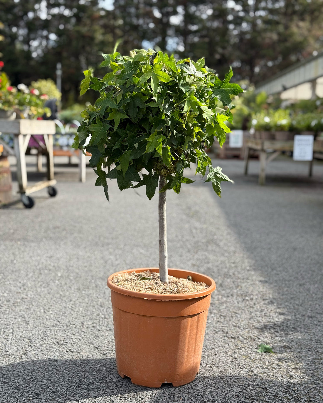 Liquidambar Gum Ball 1/4 standard