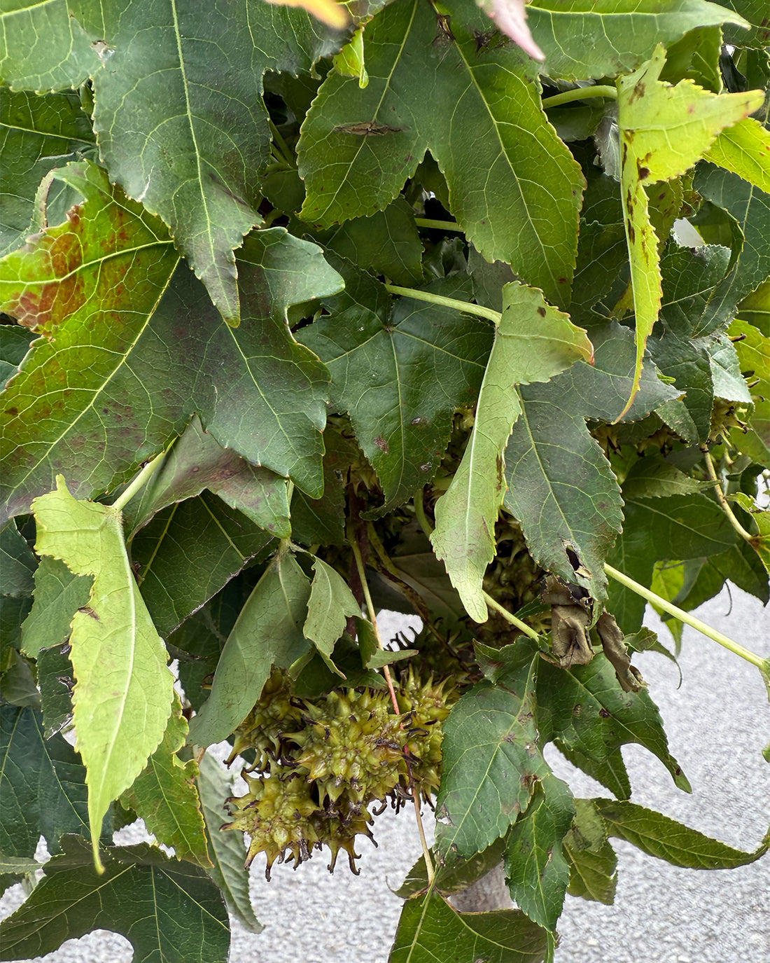 Liquidambar Gum Ball 1/4 standard