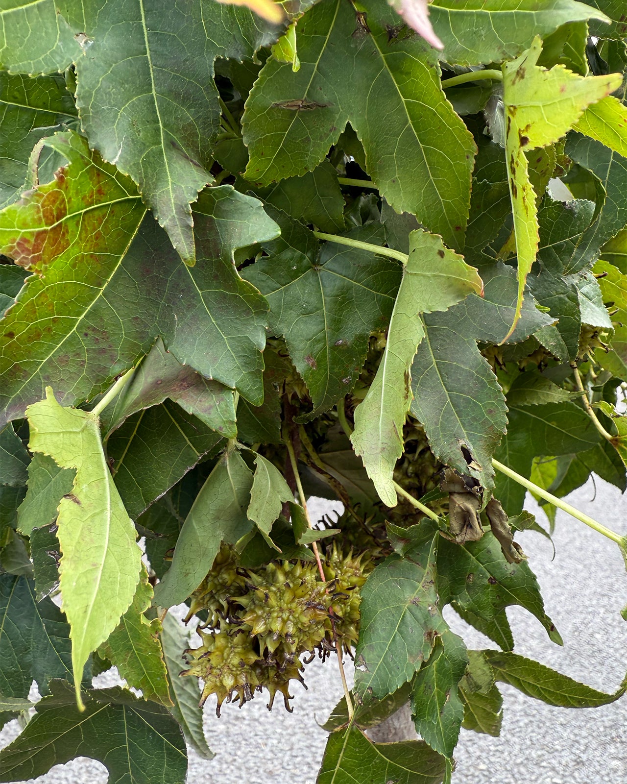 Liquidambar Gum Ball 1/4 standard