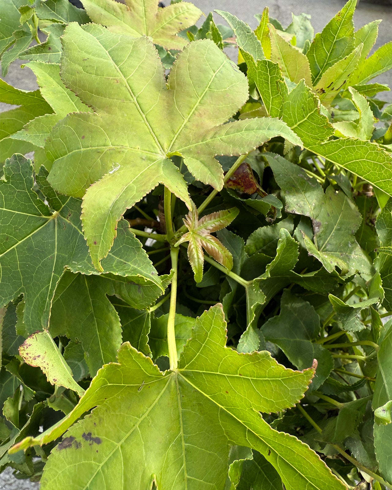 Liquidambar Gum Ball 1/4 standard