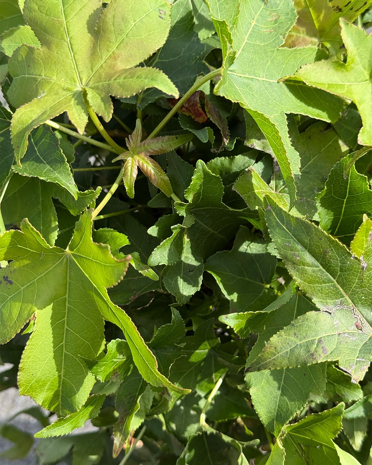 Liquidambar Gum Ball 1/4 standard