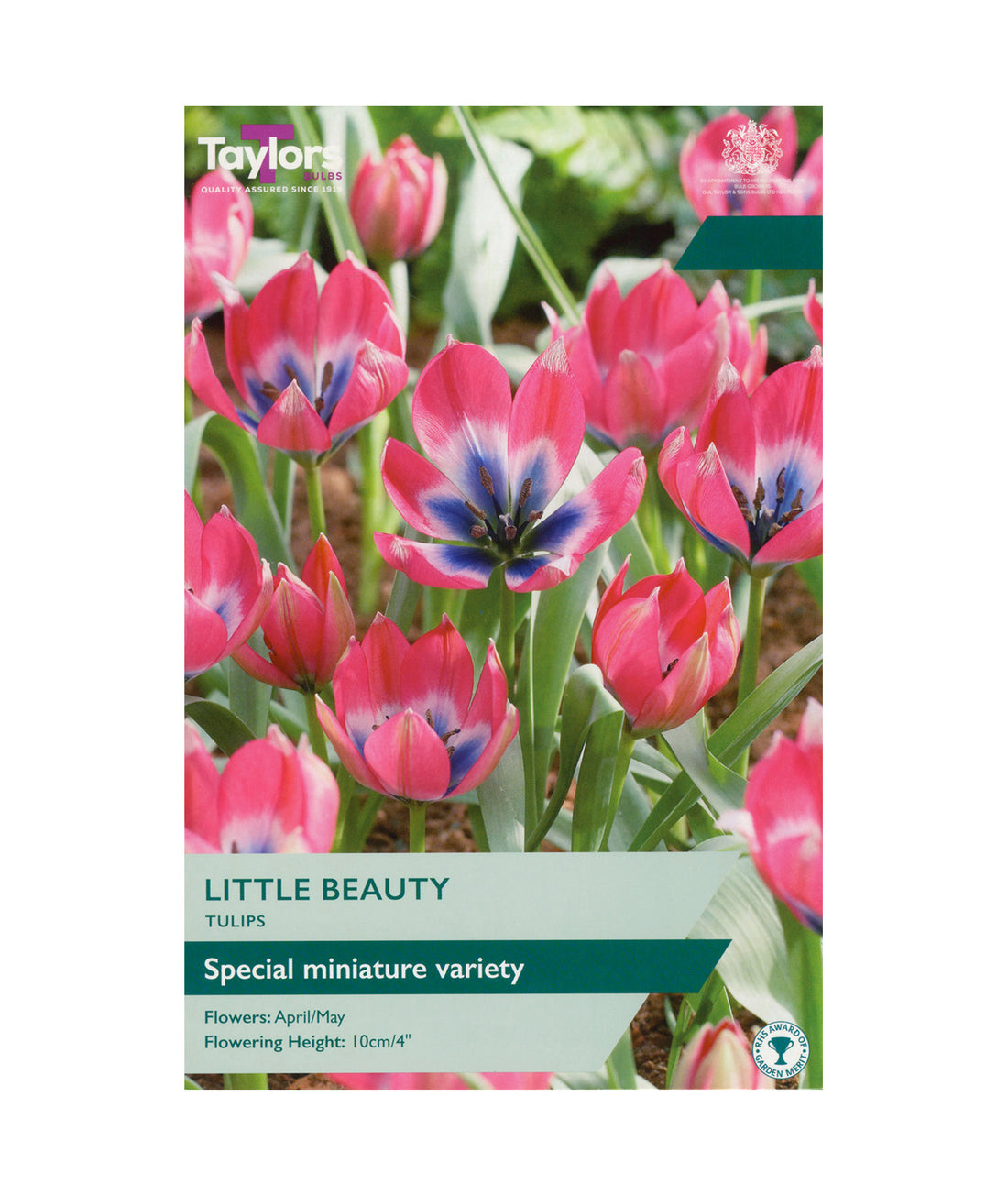 Tulip &