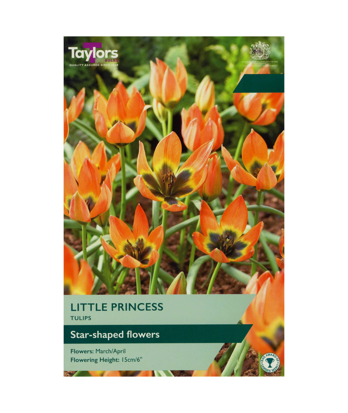 Tulipa &