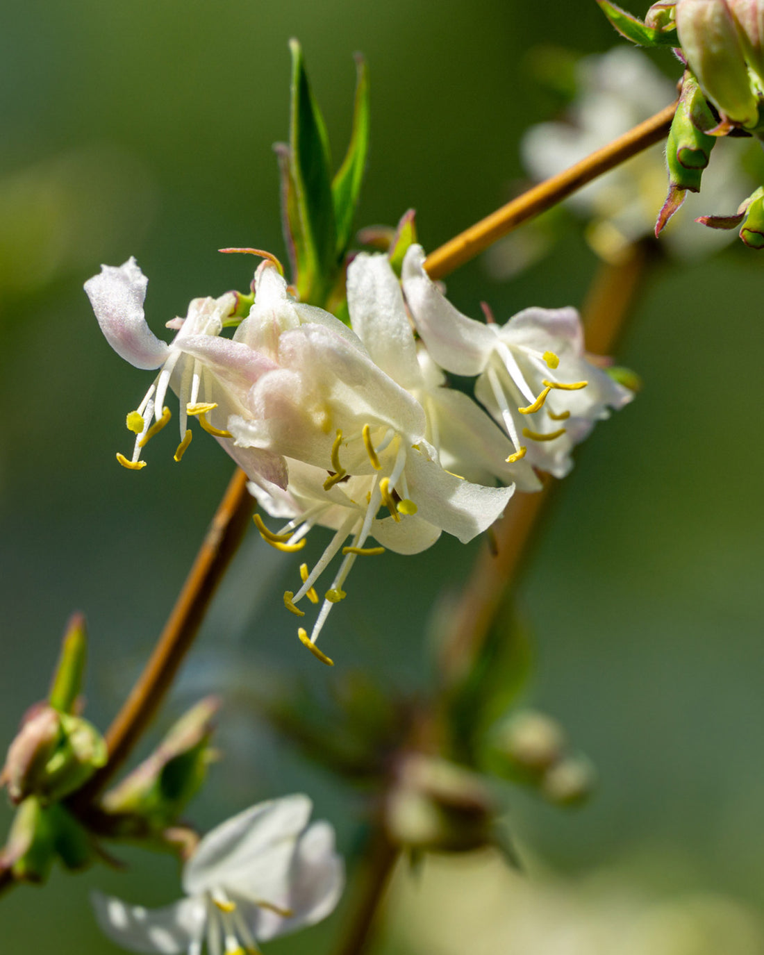 Lonicera fragrantissima
