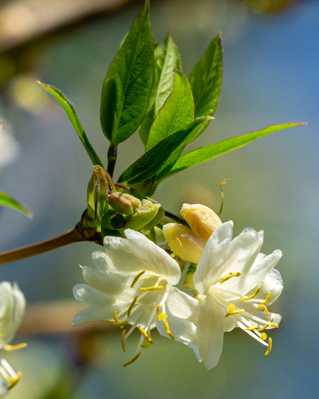 Lonicera fragrantissima
