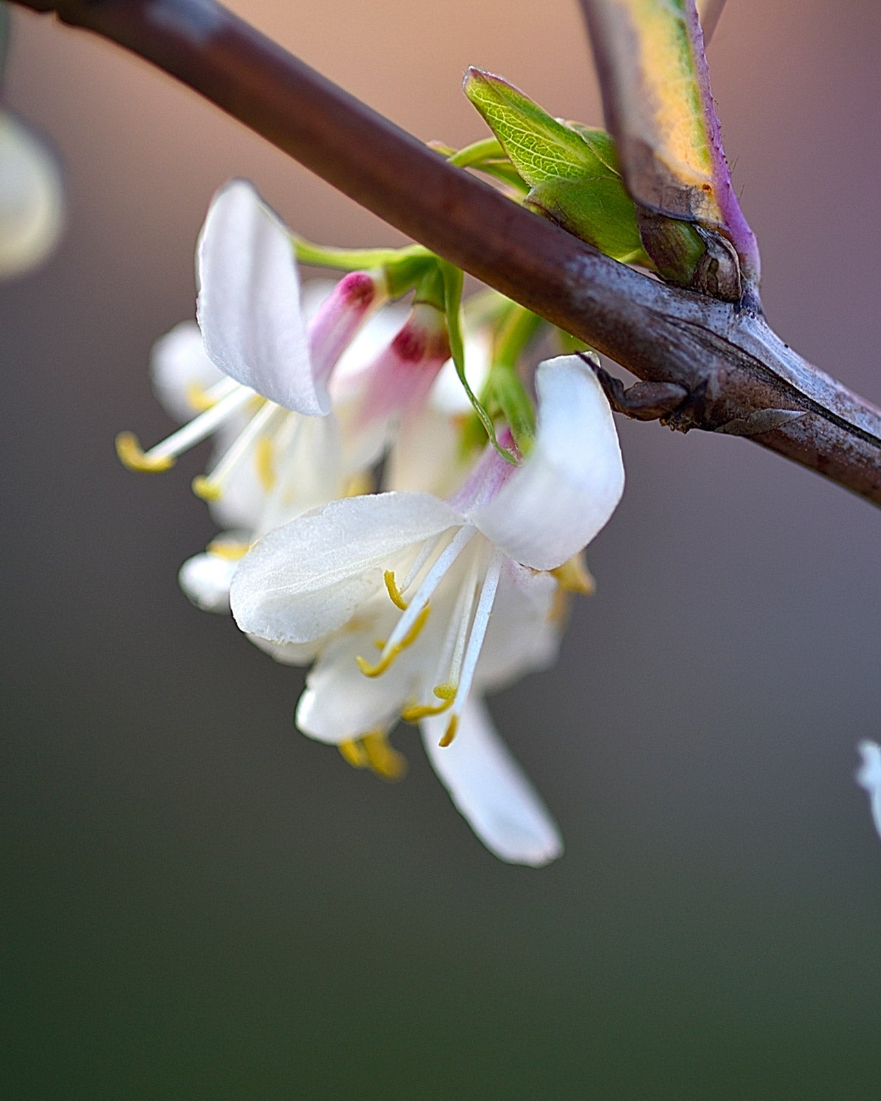 Lonicera fragrantissima