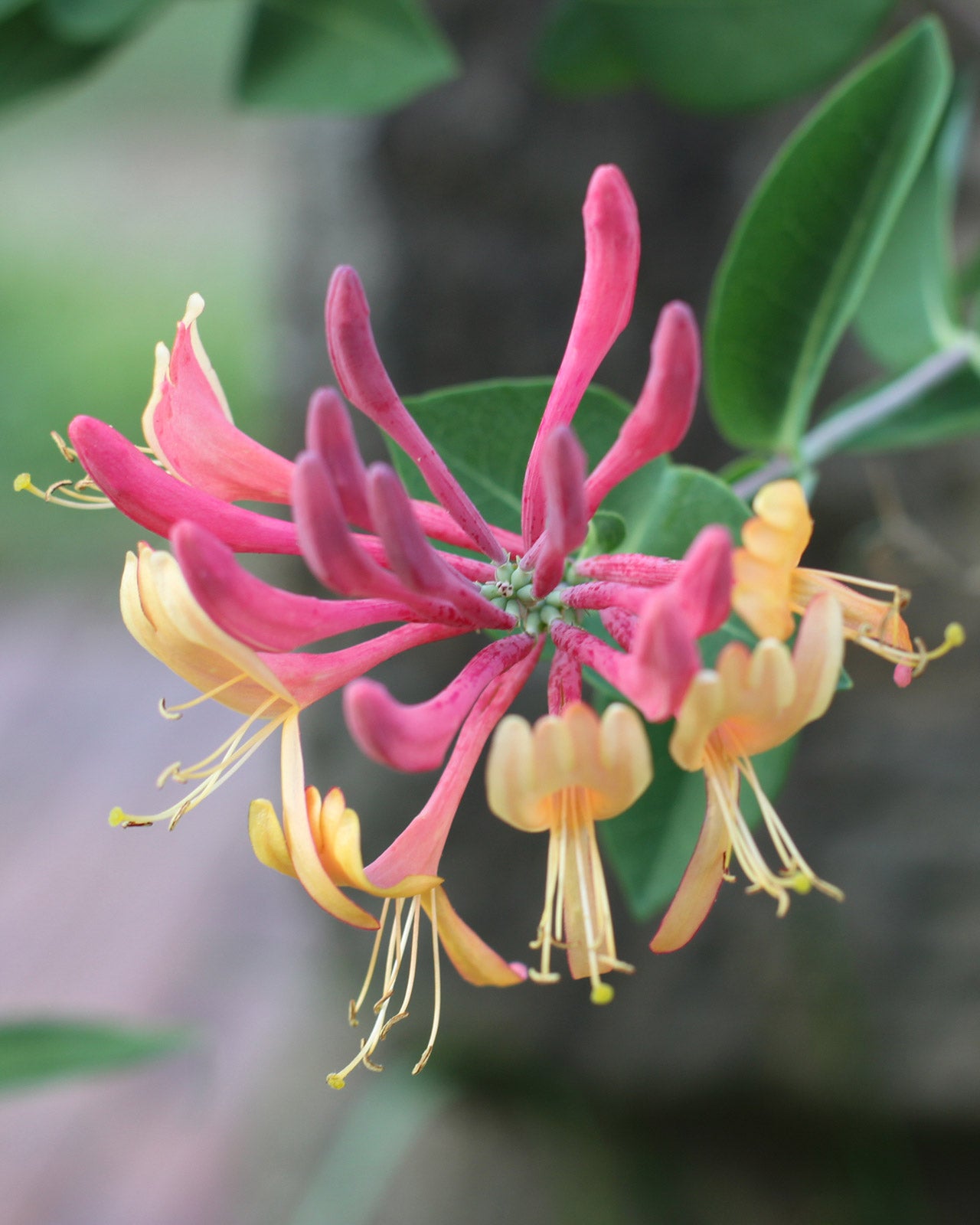 Lonicera × heckrottii &