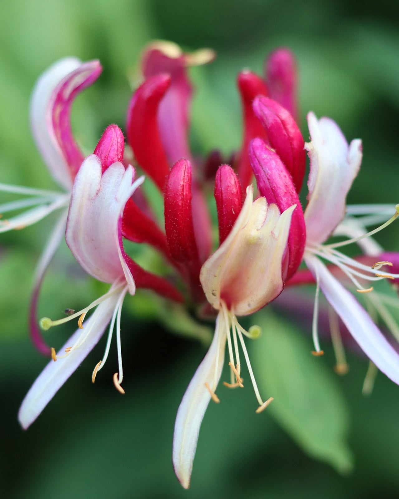 Lonicera × heckrottii &