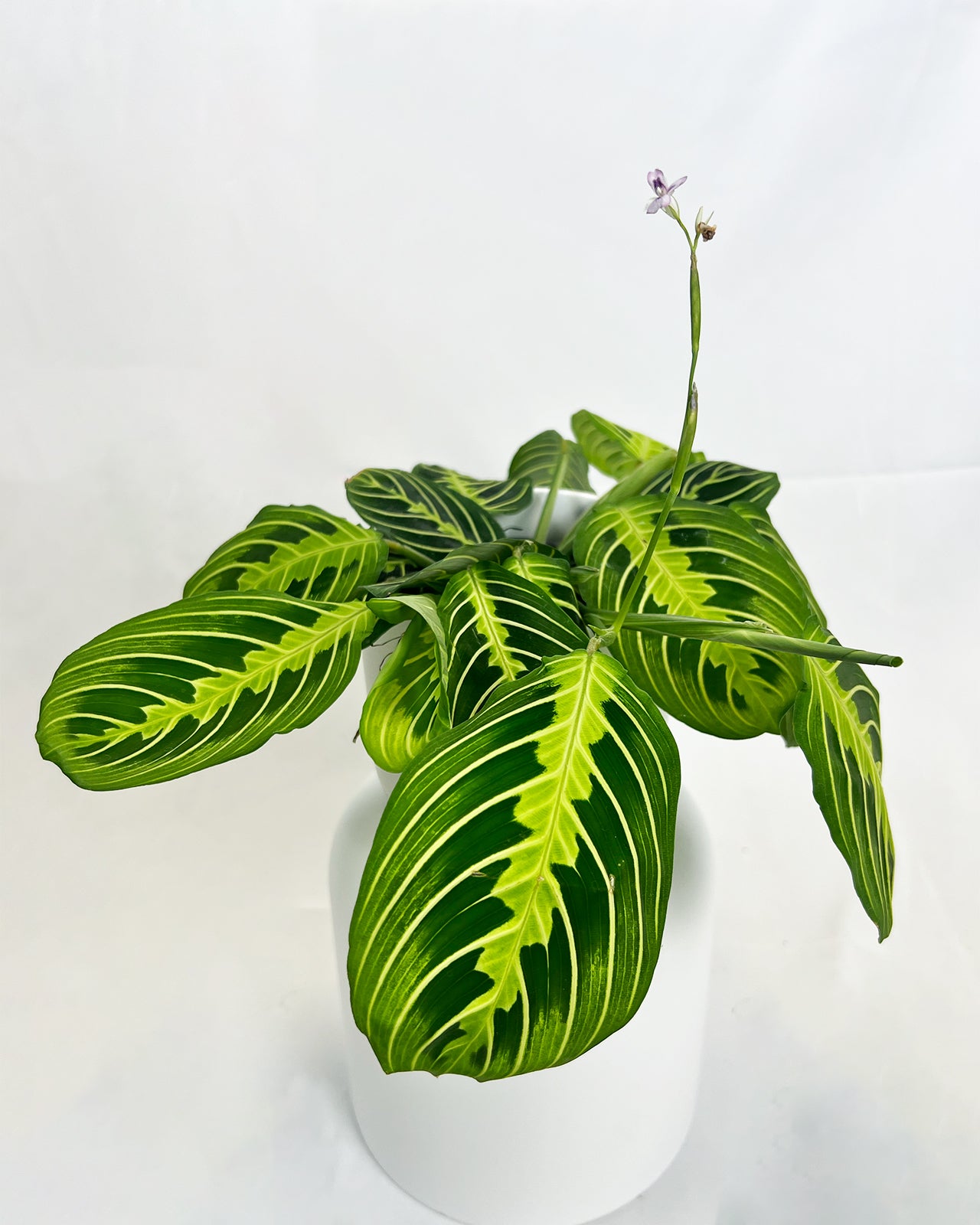 Lemon Lime Prayer Plant