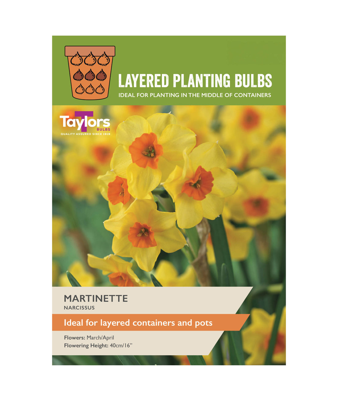 Narcissi Martinette