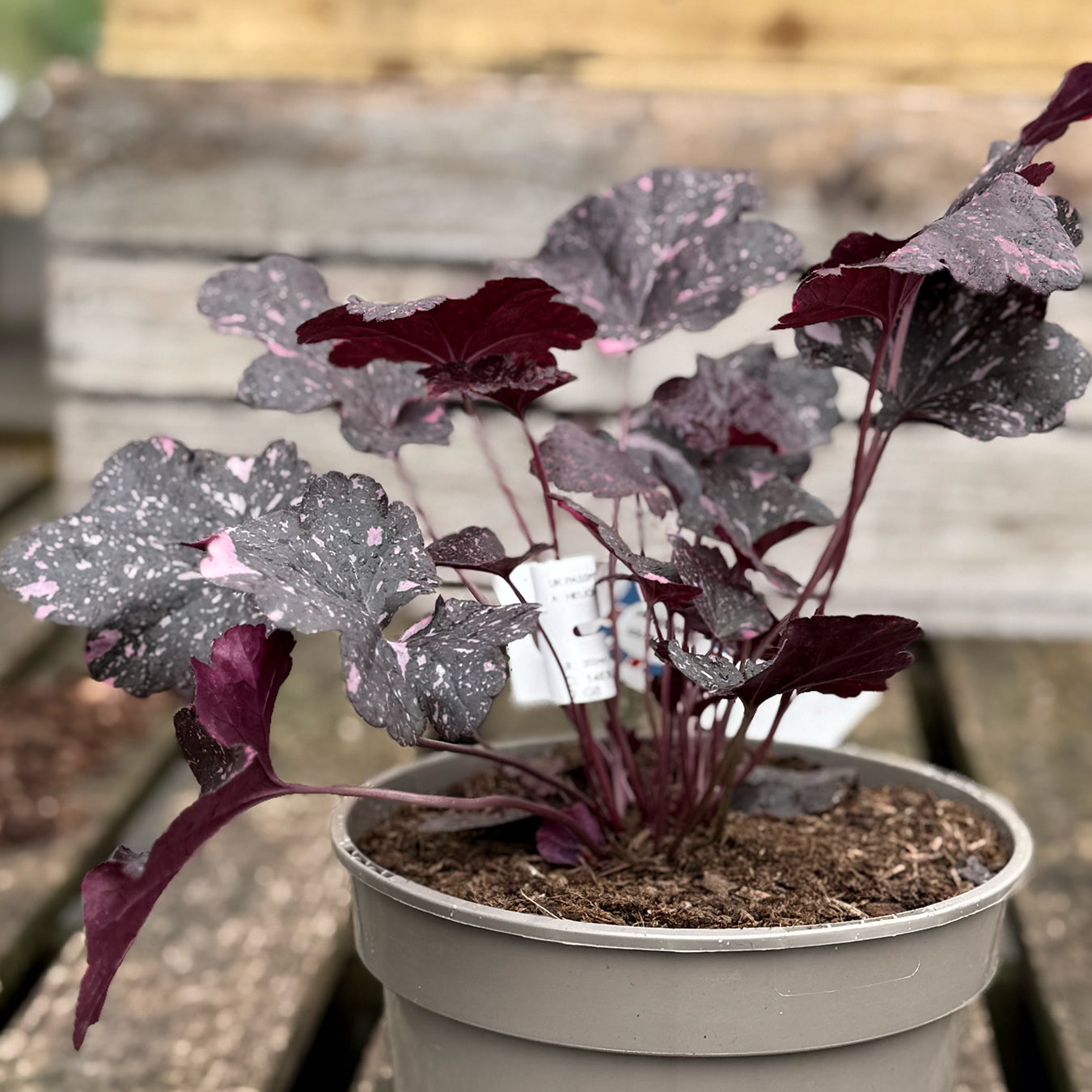 Heuchera &