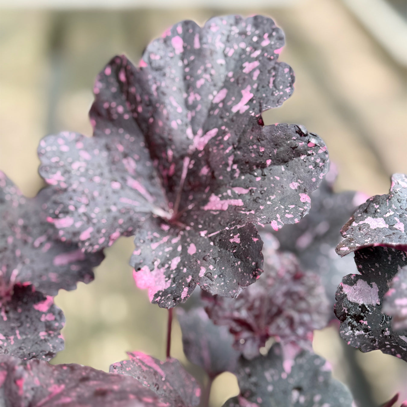 Heuchera &
