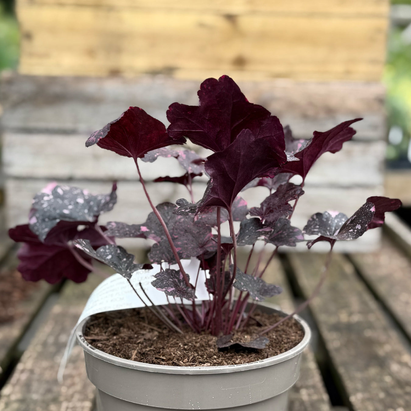 Heuchera &