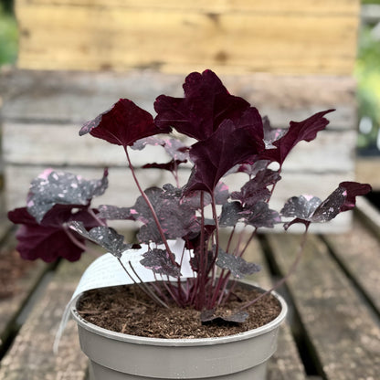 Heuchera &