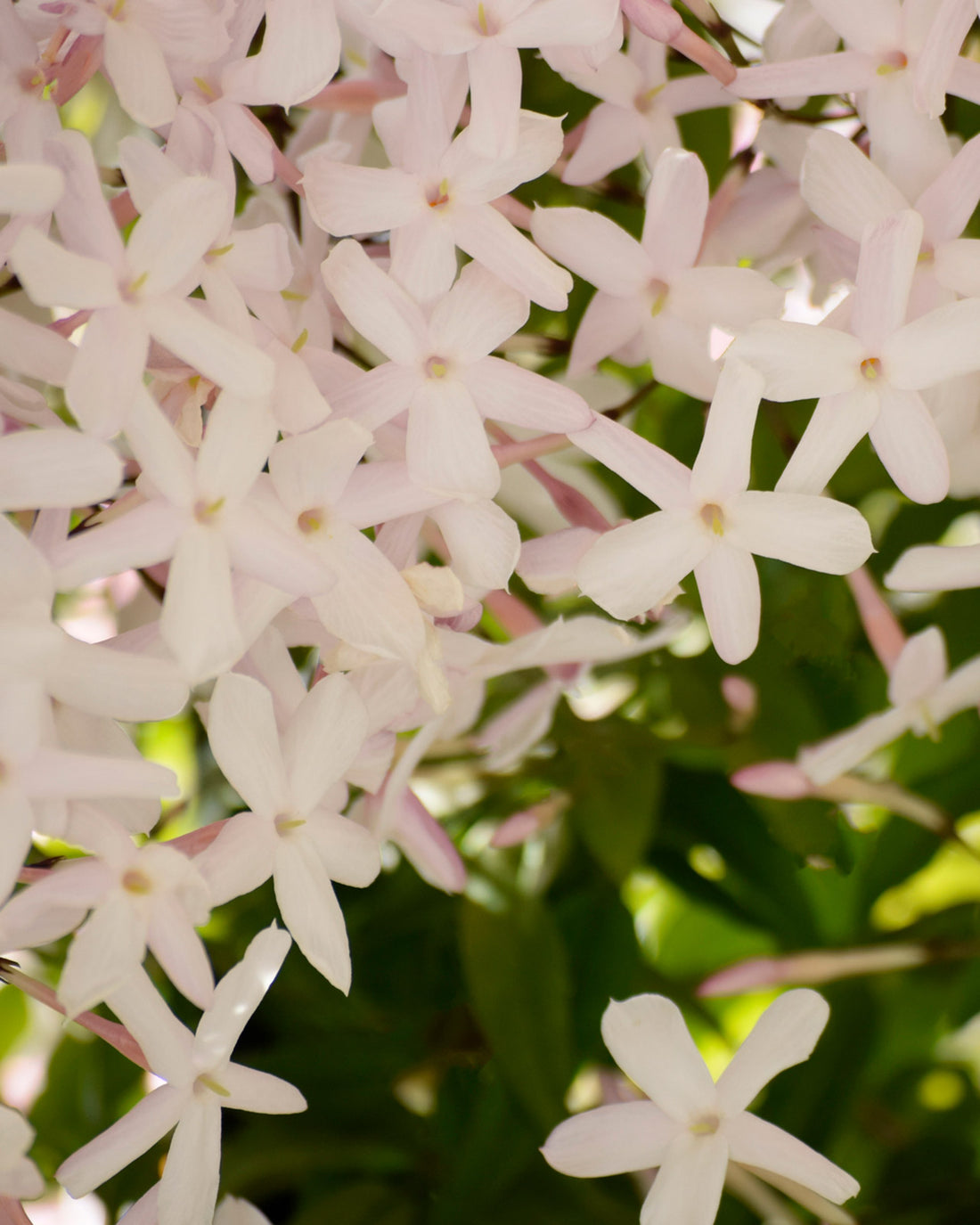 Trachelospermum jasminoides ‘Star of Milano’