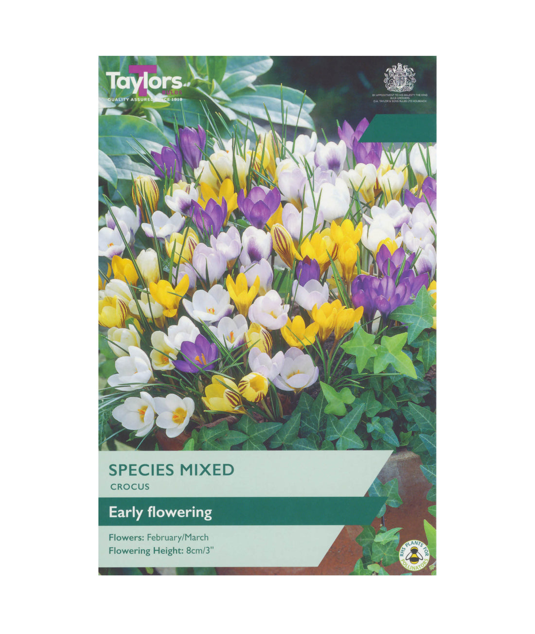 Crocus &