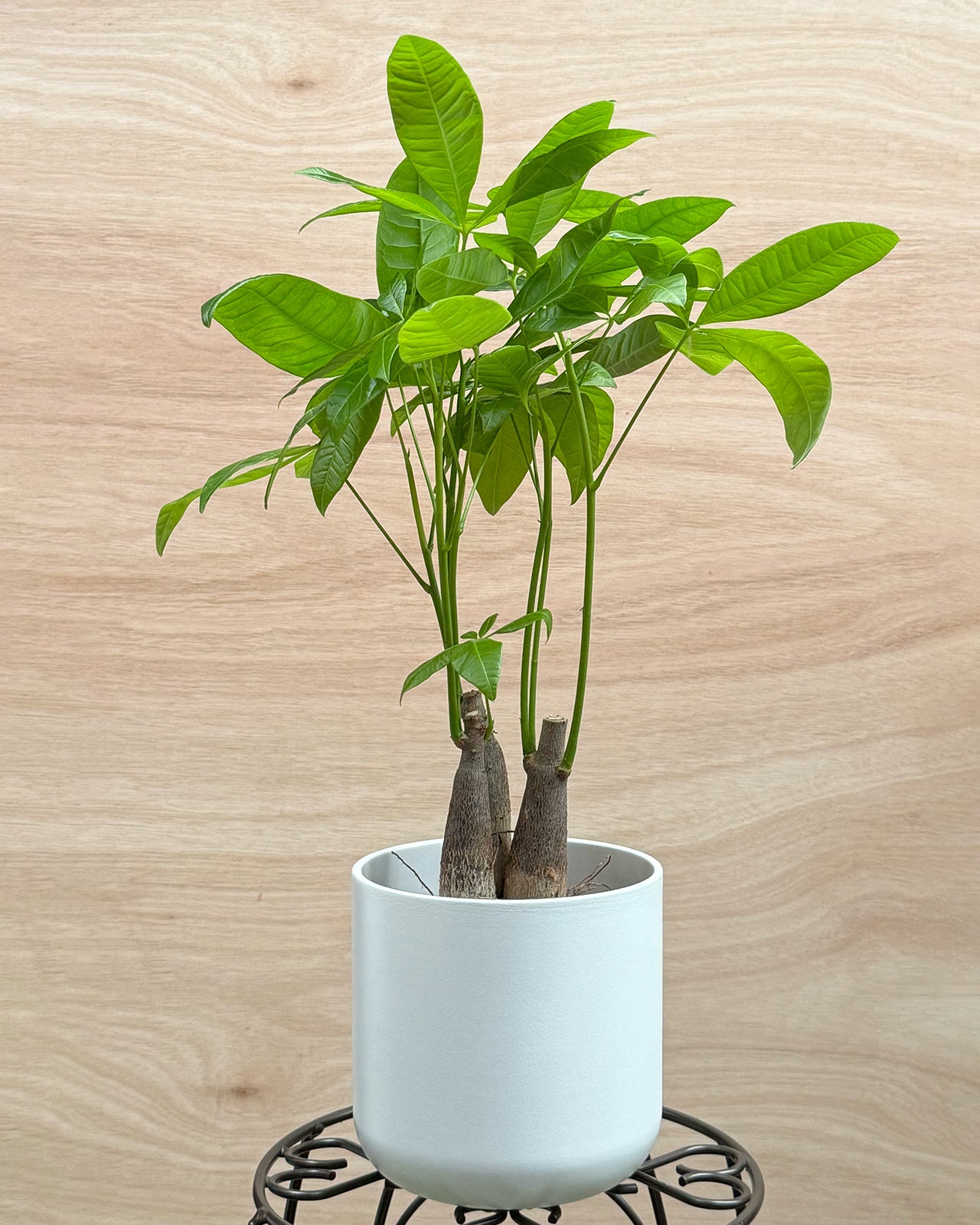 Money Tree