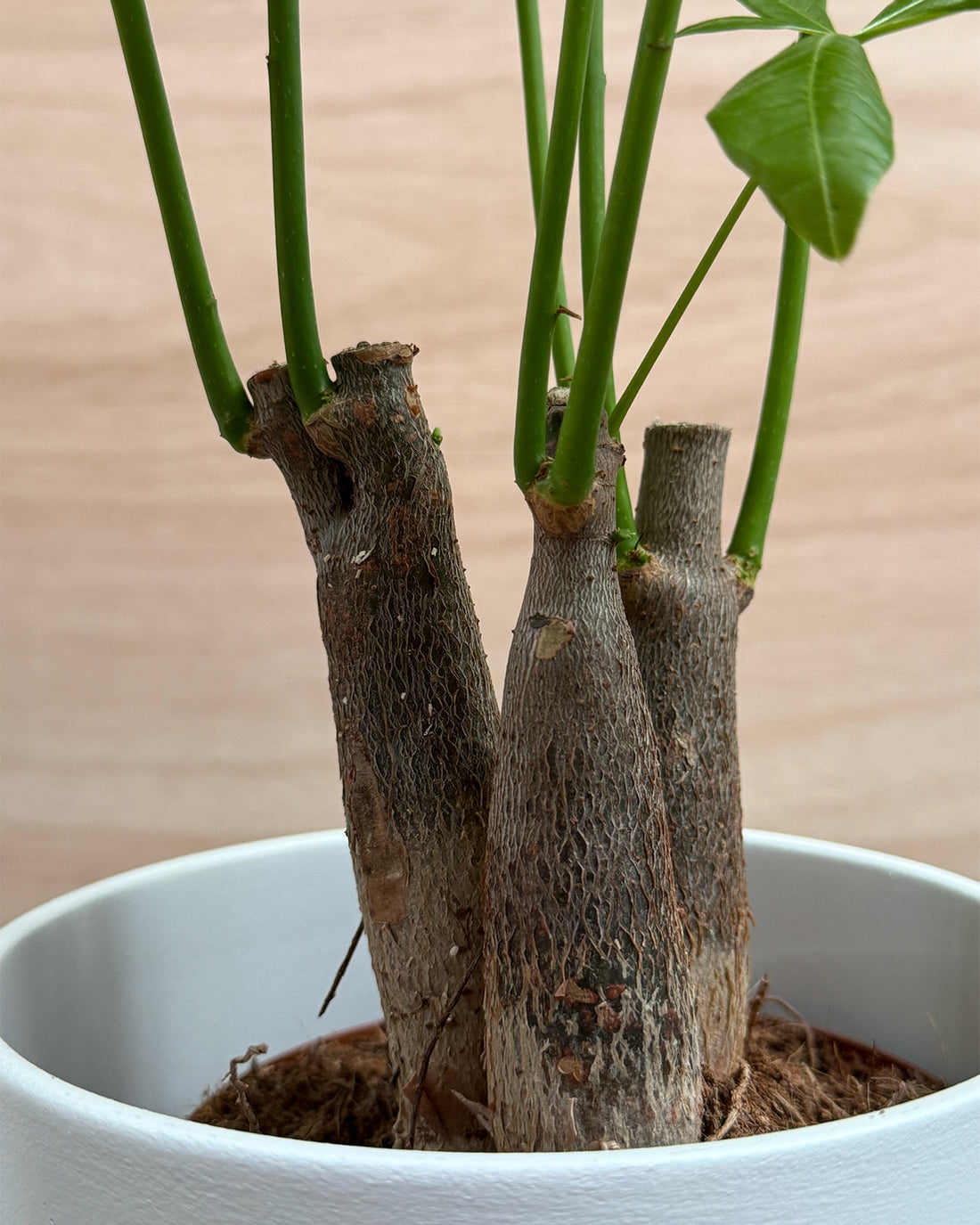 Money Tree