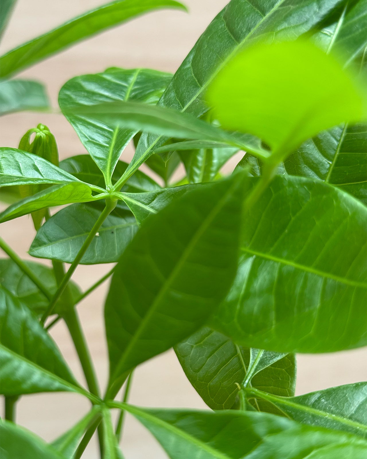 Money Tree