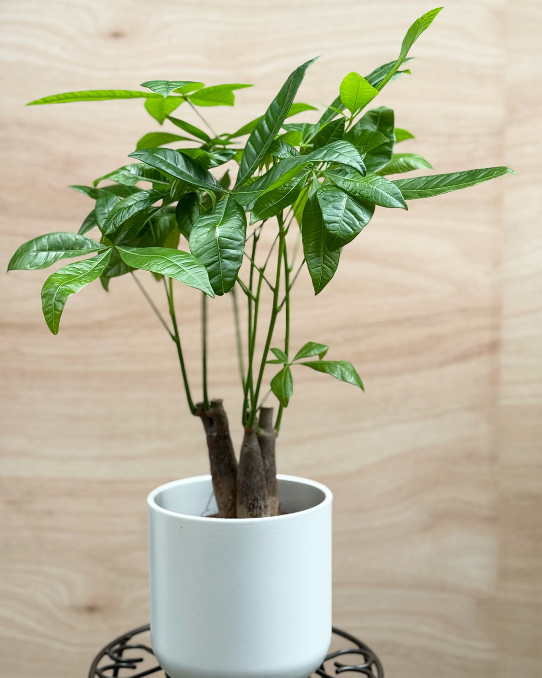 Money Tree