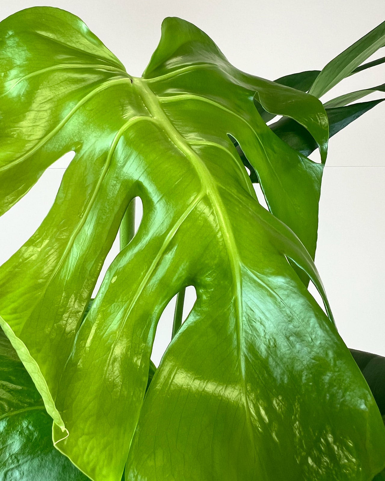 Monstera deliciosa