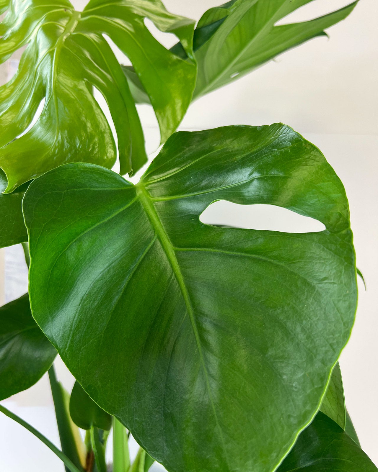 Monstera deliciosa