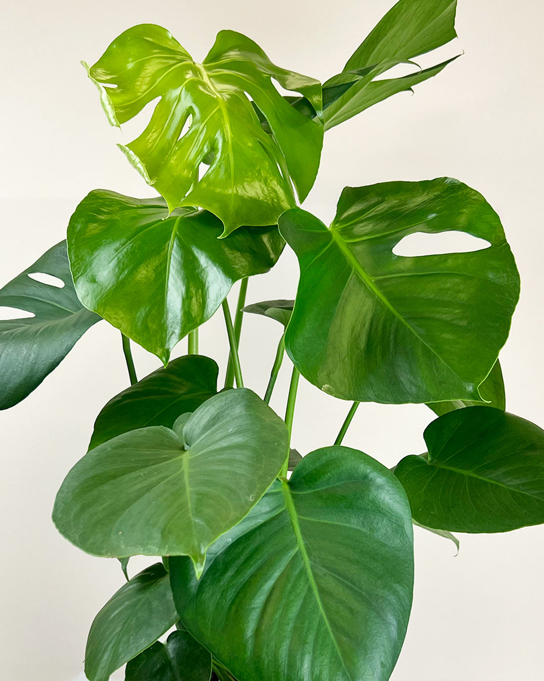 Monstera deliciosa