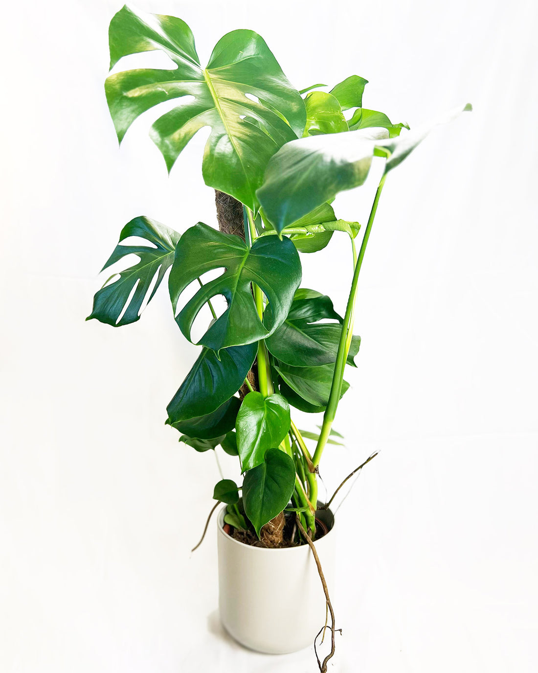 Swiss Cheese Plant