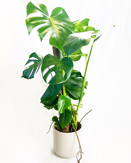 Swiss Cheese Plant