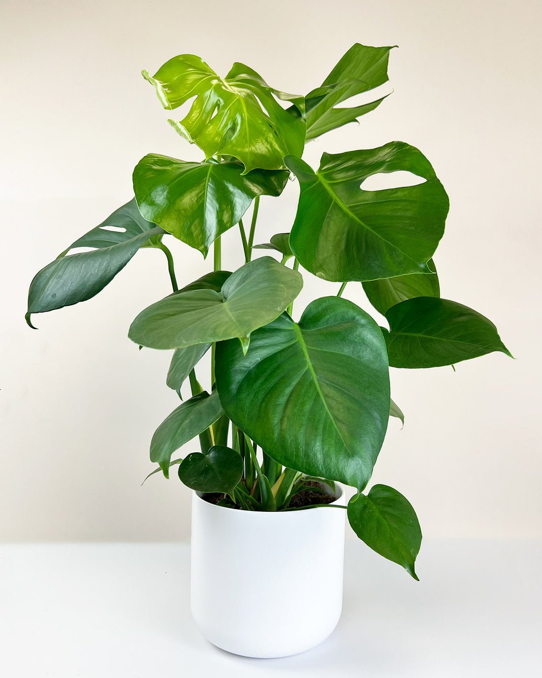 Monstera deliciosa