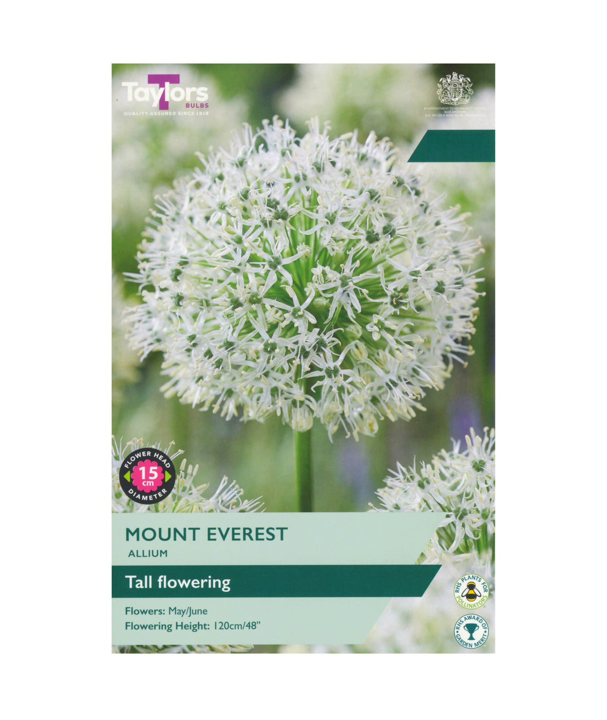 Allium &